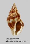 Pollia subrubiginosa