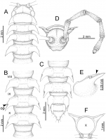 Desmoxytes perakensis sp. n. (male paratype).