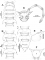 Myriapoda (myriapods)