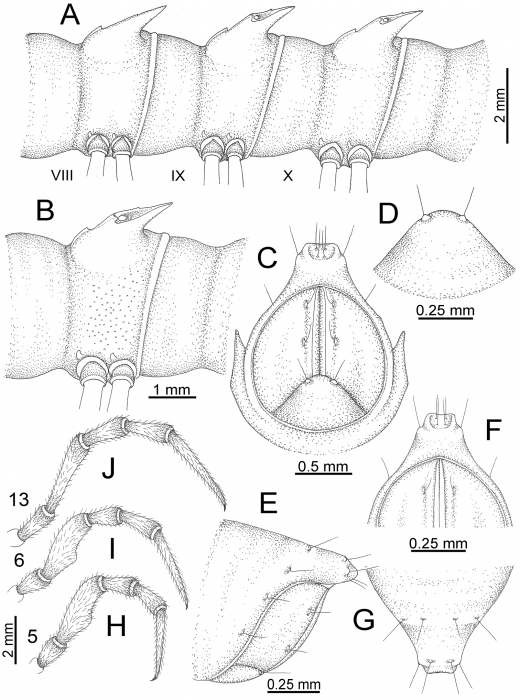 Desmoxytes perakensis sp. n. (male paratype). Desmoxytes perakensis sp. n. (male paratype).