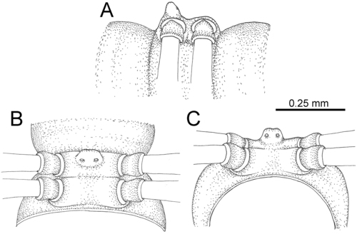 Desmoxytes perakensis sp. n. (male paratype) 