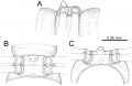 Myriapoda (myriapods)