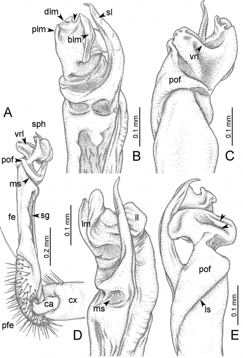 Desmoxytes perakensis sp. n. (paratype) – right gonopod. Desmoxytes perakensis sp. n. (paratype) – right gonopod.