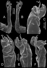Desmoxytes perakensis sp. n. (paratype) – right gonopod. 
