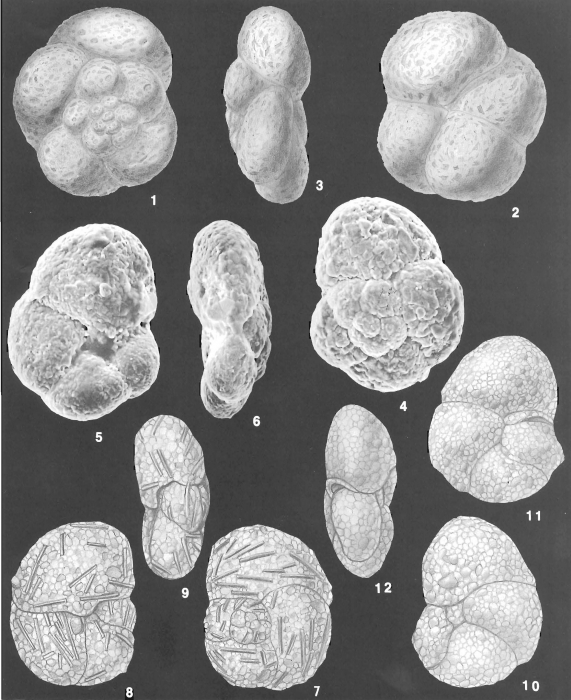 Paratrochammina globorotaliformis (Zheng) identified specimens