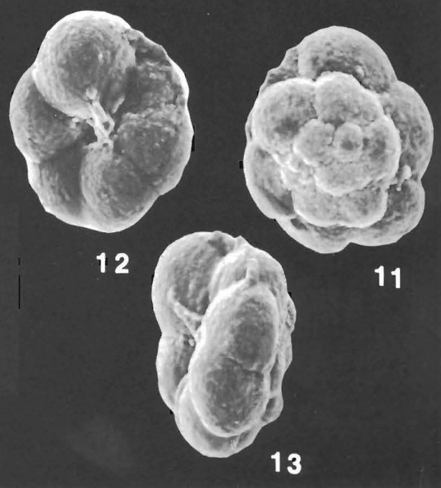 Trochammina subglabra Saidova identified specimen Trochammina subglabra Saidova identified specimen