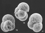 Chromista - Foraminifera (foraminifers)