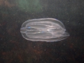 Ctenophora (sea gooseberries)