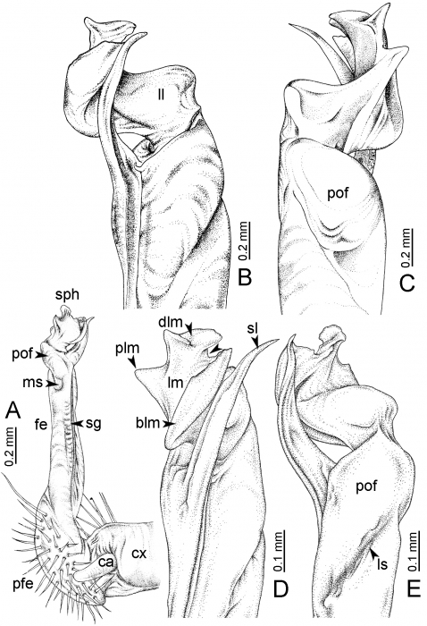 Desmoxytes pinnasquali Srisonchai et al., 2016 (paratype) Desmoxytes pinnasquali Srisonchai et al., 2016 (paratype)