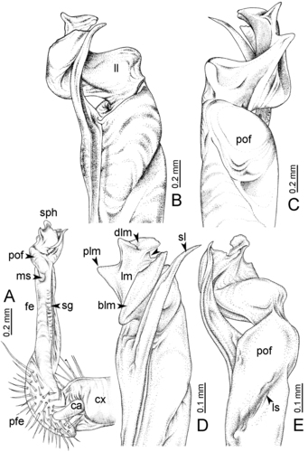 Desmoxytes pinnasquali Srisonchai et al., 2016 (paratype)