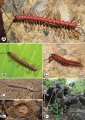 Myriapoda (myriapods)