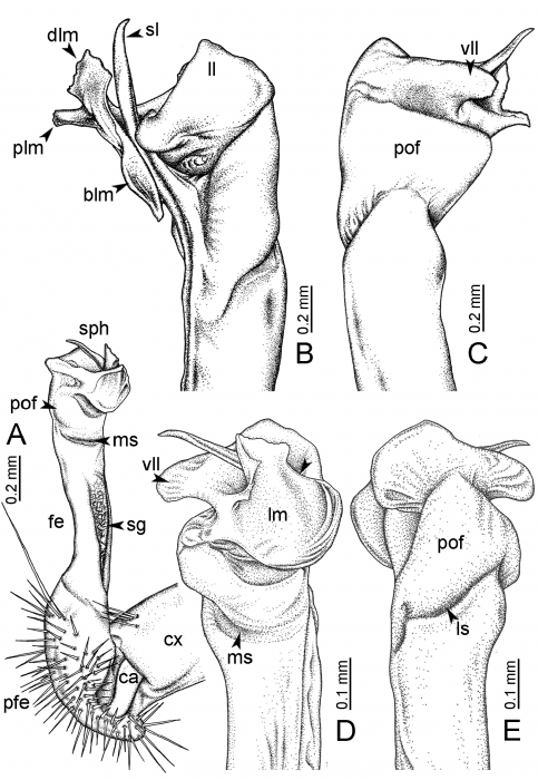 Desmoxytes takensis Srisonchai et al., 2016 (paratype) Desmoxytes takensis Srisonchai et al., 2016 (paratype)