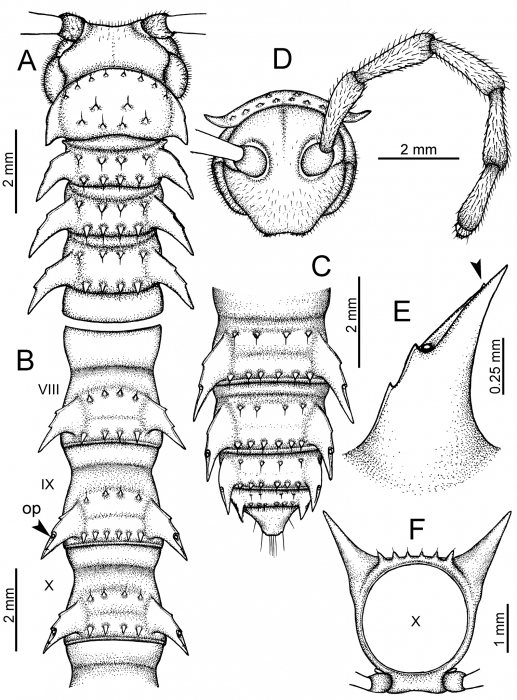 Desmoxytes taurina (Pocock, 1895), lectotype. Desmoxytes taurina (Pocock, 1895), lectotype.