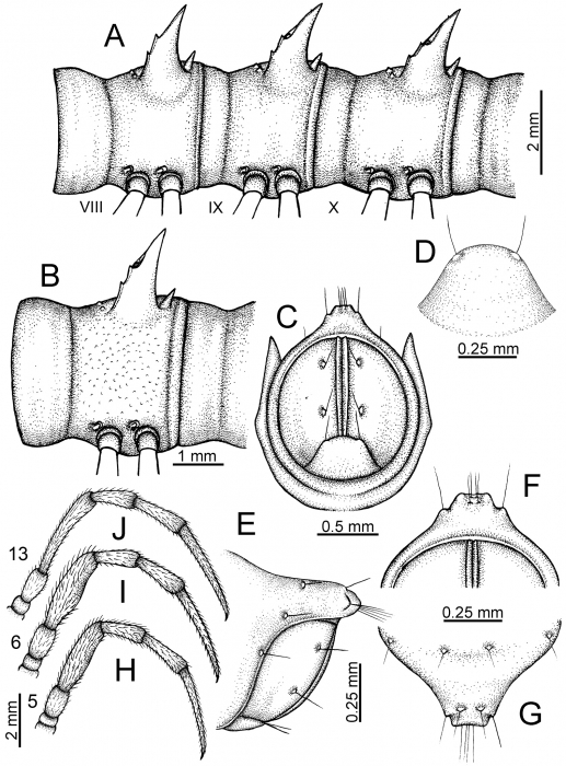 Desmoxytes taurina (Pocock, 1895), lectotype. Desmoxytes taurina (Pocock, 1895), lectotype.