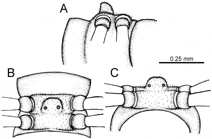Desmoxytes taurina (Pocock, 1895), lectotype Desmoxytes taurina (Pocock, 1895), lectotype