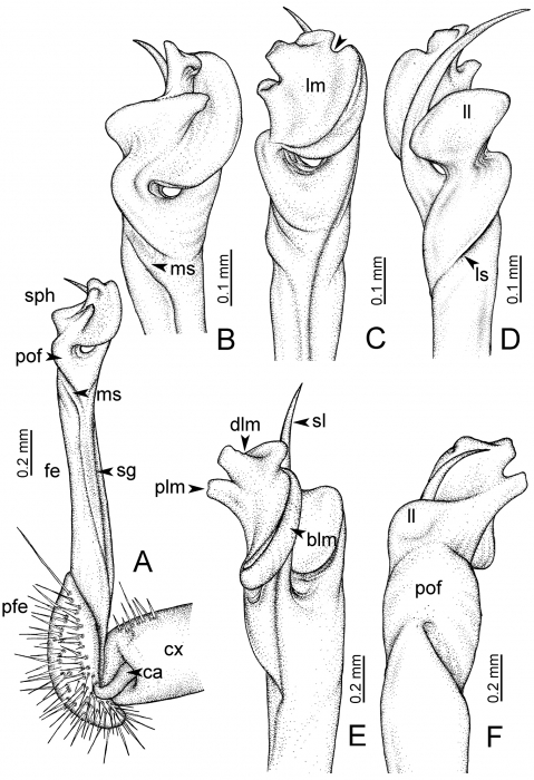 Desmoxytes taurina (Pocock, 1895), lectotype Desmoxytes taurina (Pocock, 1895), lectotype