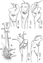 Desmoxytes taurina (Pocock, 1895), lectotype