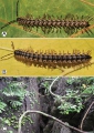 Myriapoda (myriapods)