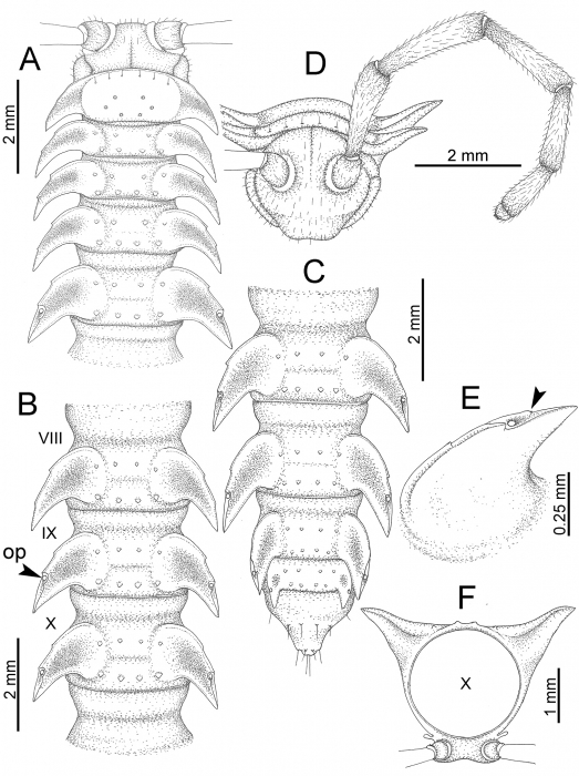 Desmoxytes terae (Jeekel, 1964), specimen from Tham Tone Din. Desmoxytes terae (Jeekel, 1964), specimen from Tham Tone Din.
