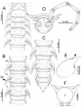 Desmoxytes terae (Jeekel, 1964), specimen from Tham Tone Din. 