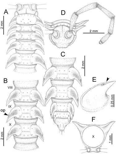 Desmoxytes terae (Jeekel, 1964), specimen from Tham Tone Din. 