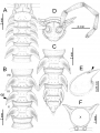 Myriapoda (myriapods)