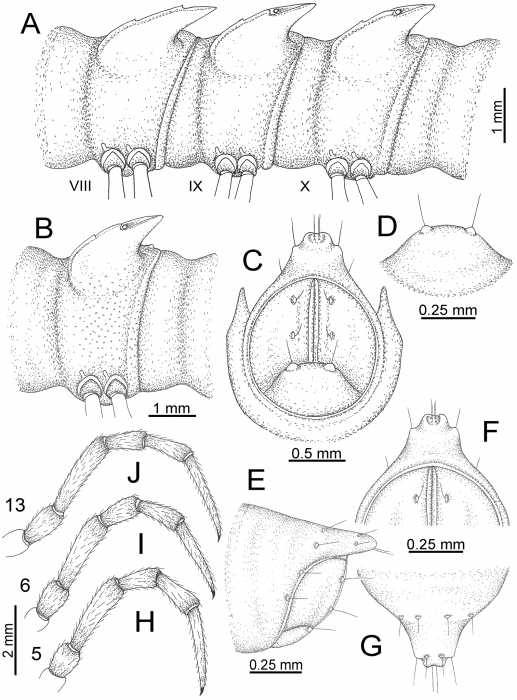 Desmoxytes terae (Jeekel, 1964), specimen from Tham Tone Din. Desmoxytes terae (Jeekel, 1964), specimen from Tham Tone Din.