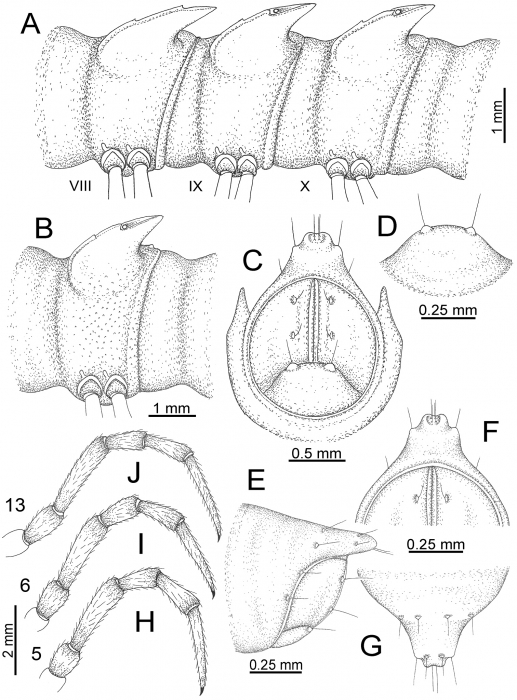 Desmoxytes terae (Jeekel, 1964), specimen from Tham Tone Din.