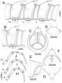 Myriapoda (myriapods)