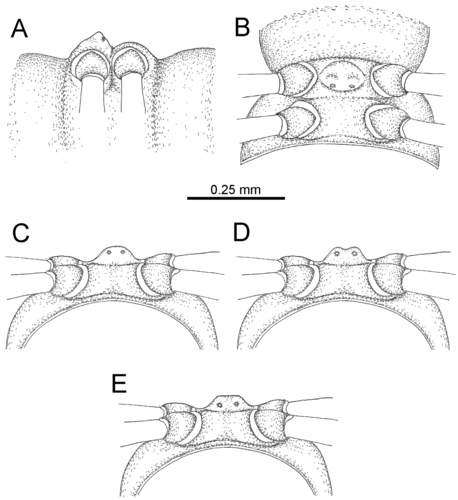 Desmoxytes terae (Jeekel, 1964), specimen from Tham Tone Din 