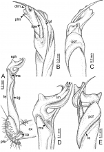 Desmoxytes terae (Jeekel, 1964), holotype – right gonopod.
