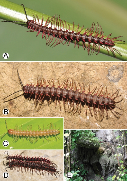 Desmoxytes waepyanensis and habitat. Desmoxytes waepyanensis and habitat.