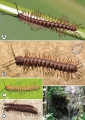 Myriapoda (myriapods)