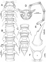 Desmoxytes waepyanensis sp. n. (male paratype).