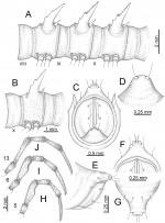 Desmoxytes waepyanensis sp. n. (male paratype). 