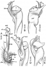 Desmoxytes waepyanensis  (paratype) – right gonopod.