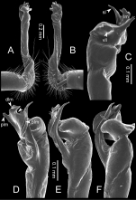 Desmoxytes waepyanensis (paratype) – right gonopod.