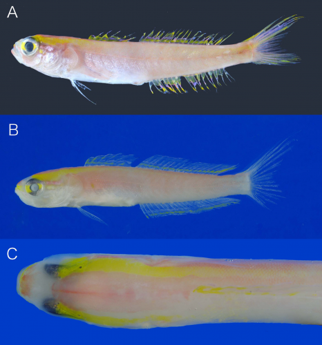 Navigobius asayake