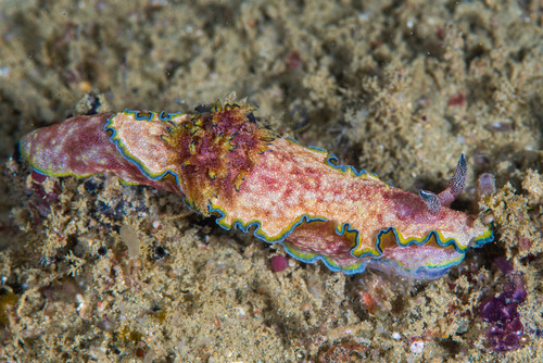 Glossodoris acosti Sri Lanka