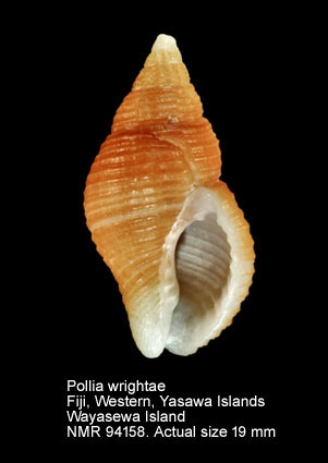 Pollia wrightae