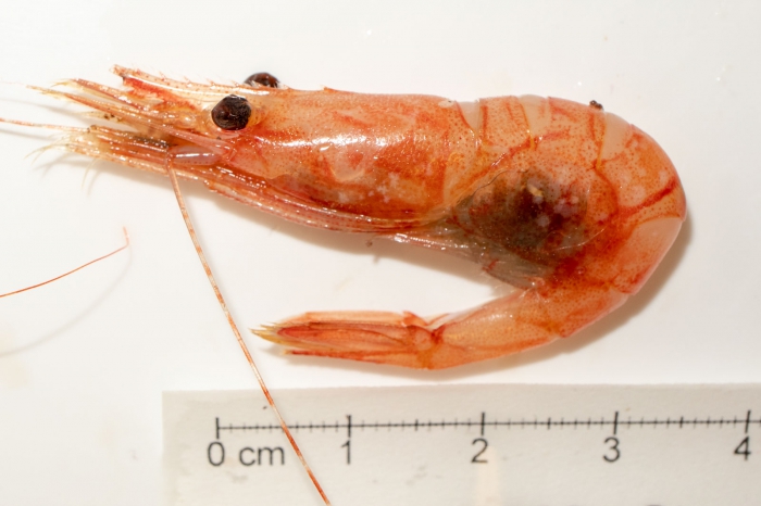 Bristled longbeak shrimp