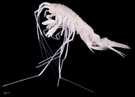 Rhachotropis saskia Lörz & Jażdżewska, 2018