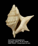 Aporrhais senegalensis
