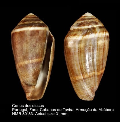Conus desidiosus