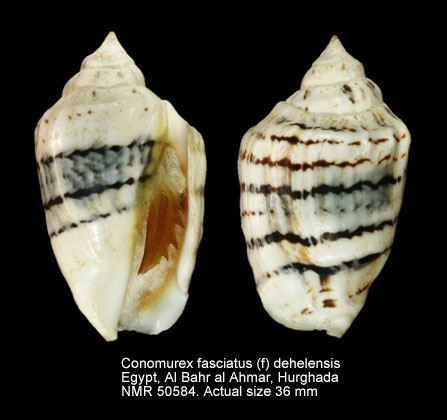 Conomurex fasciatus