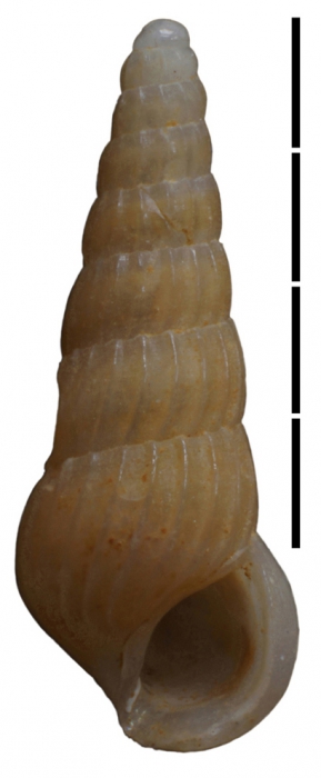 Rissoina madagascariensis Faber, 2018 Rissoina madagascariensis Faber, 2018