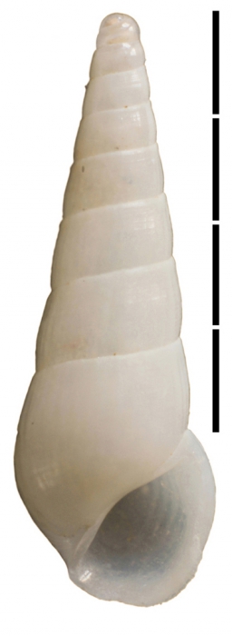 Rissoina irregularis Faber, 2018 Rissoina irregularis Faber, 2018