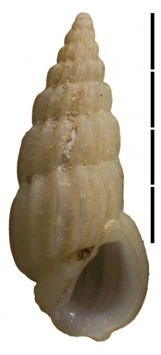 Rissoina atimovatae Faber, 2018 Rissoina atimovatae Faber, 2018
