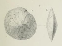 Amphistegina minuta Brady, 1876 Amphistegina minuta Brady, 1876