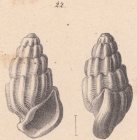 Rissoina basteroti Schwartz von Mohrenstern, 1860